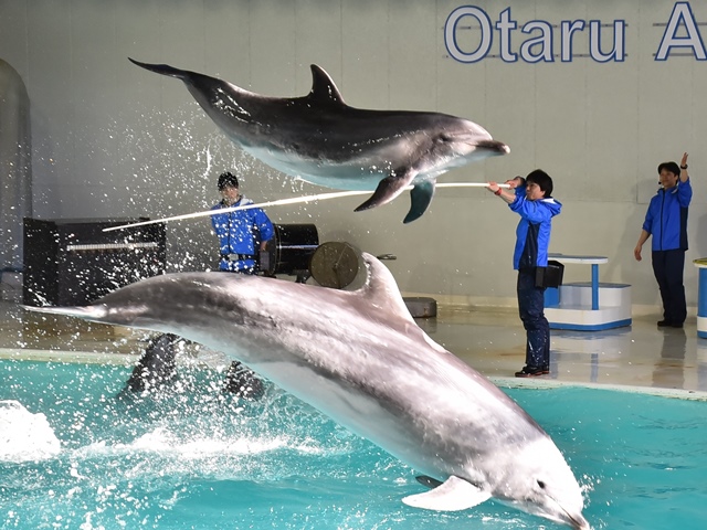 イルカショー 1 おたる水族館