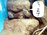 コツメカワウソ