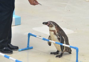 ペンギンショー