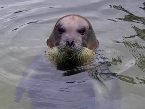 アゴヒゲアザラシ おたる水族館