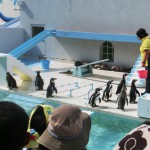 Penguin show