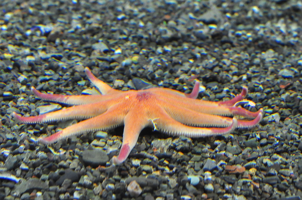 タッチエリア さわってezone おたる水族館