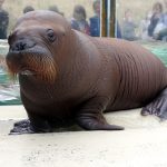 20160516セイウチ赤ちゃん