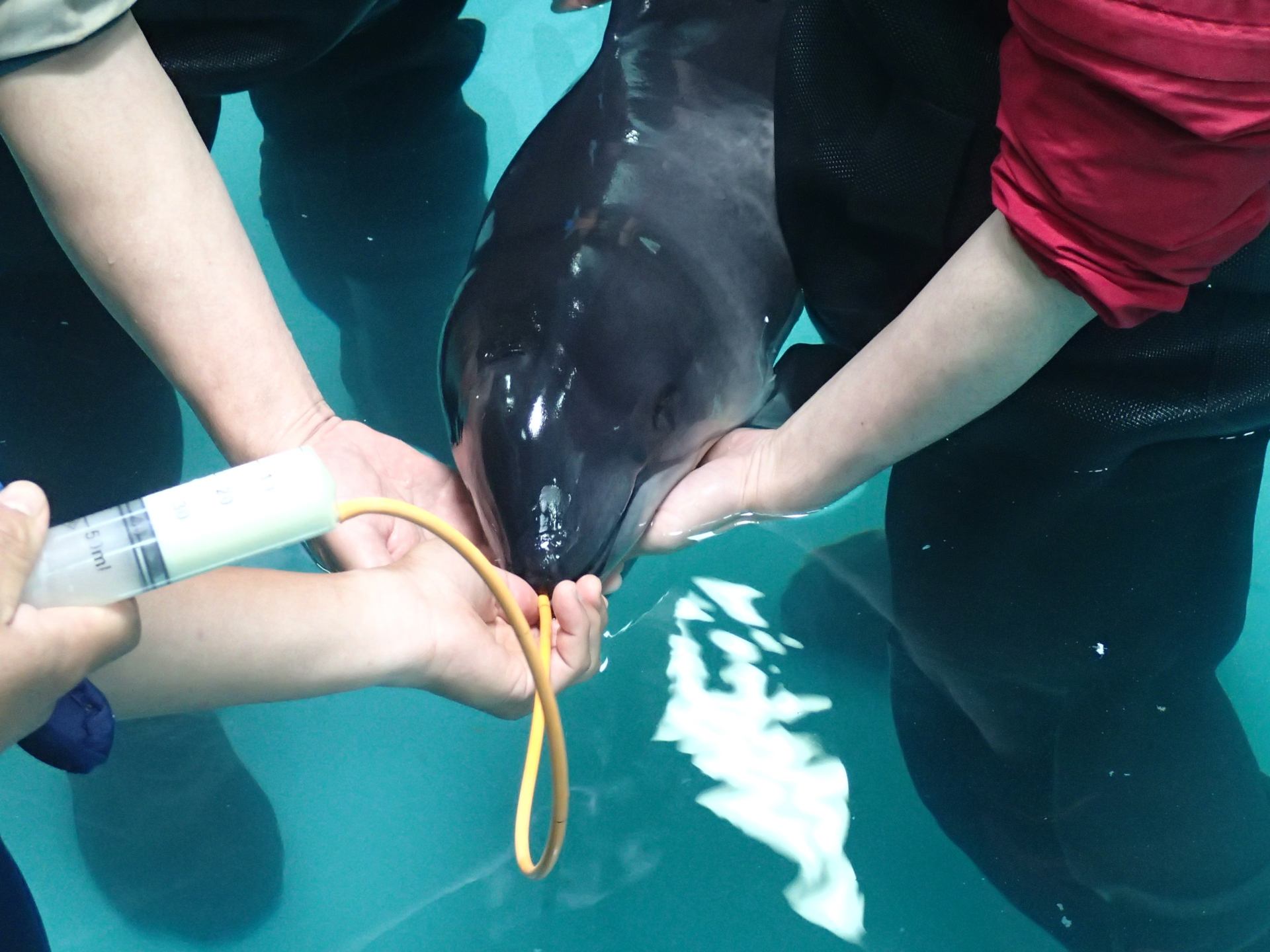 ネズミイルカの赤ちゃん元気です おたる水族館