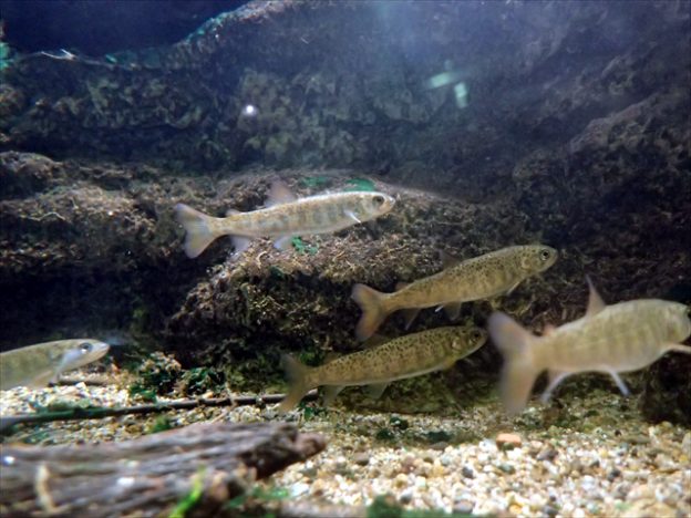 日本最大の淡水魚「イトウ」 | 【公式】おたる水族館