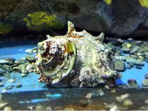 サザエでございます おたる水族館