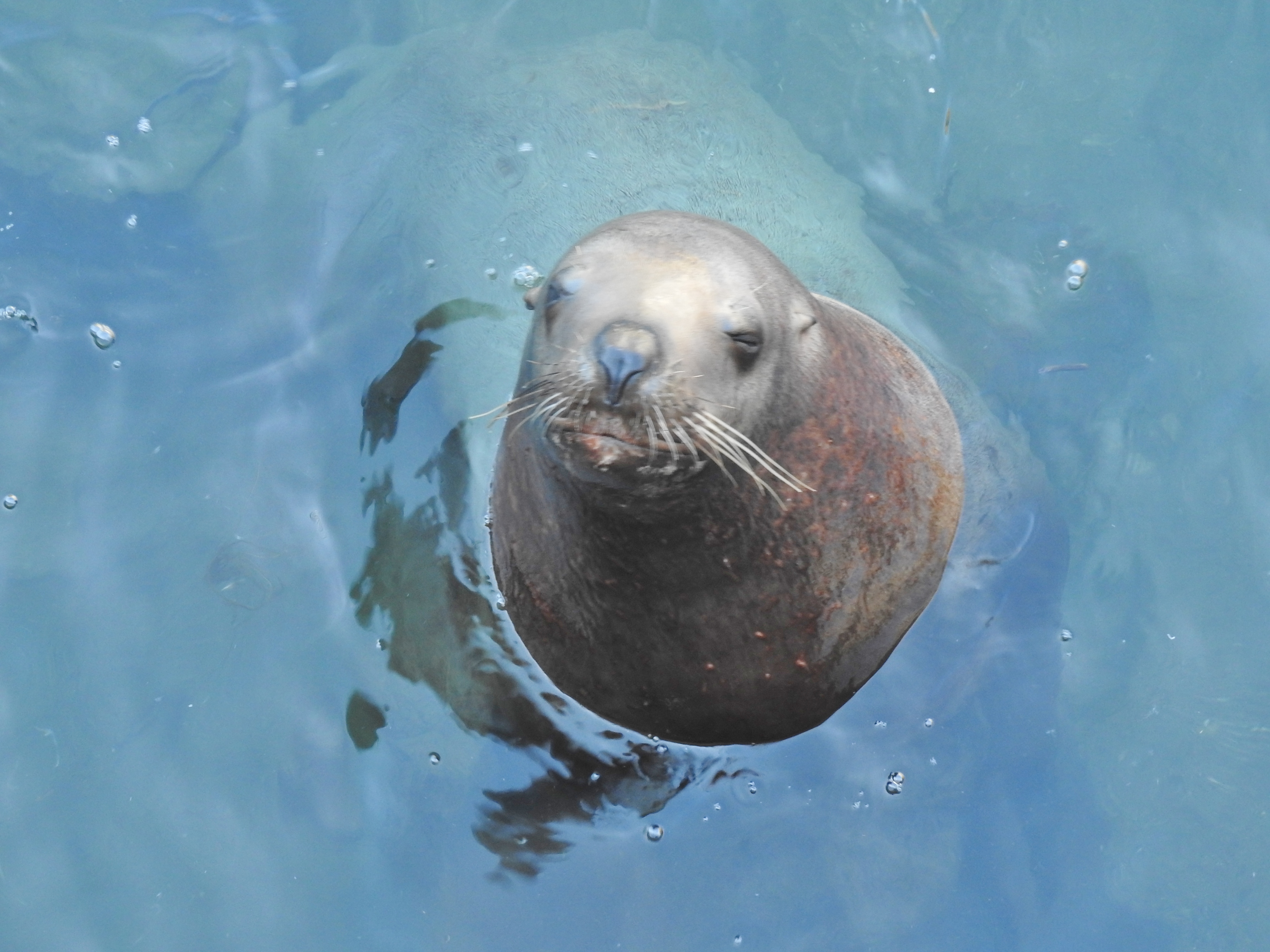 あくびの後の おたる水族館