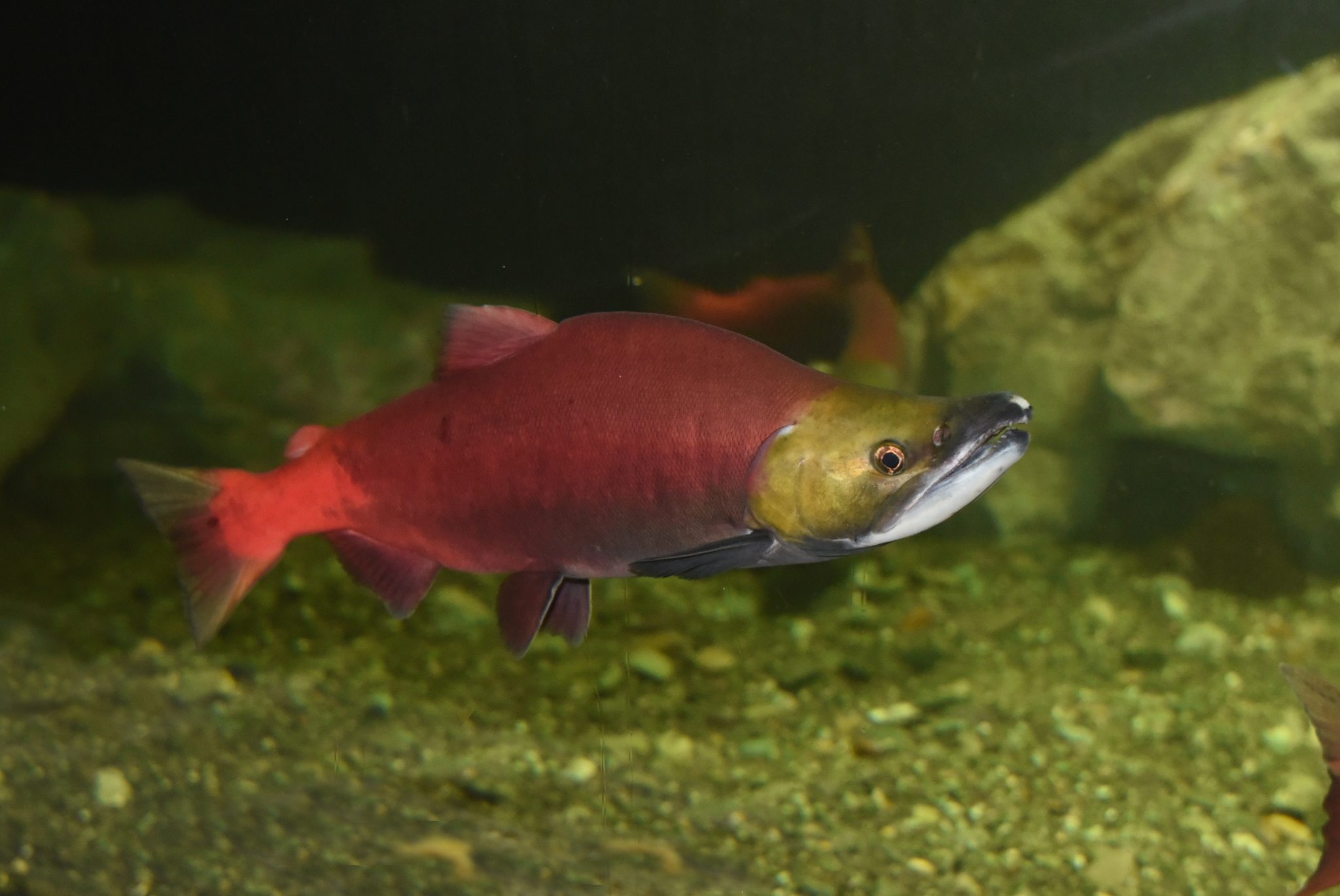 2020年 ベニザケの展示を開始しました。 | 【公式】おたる水族館