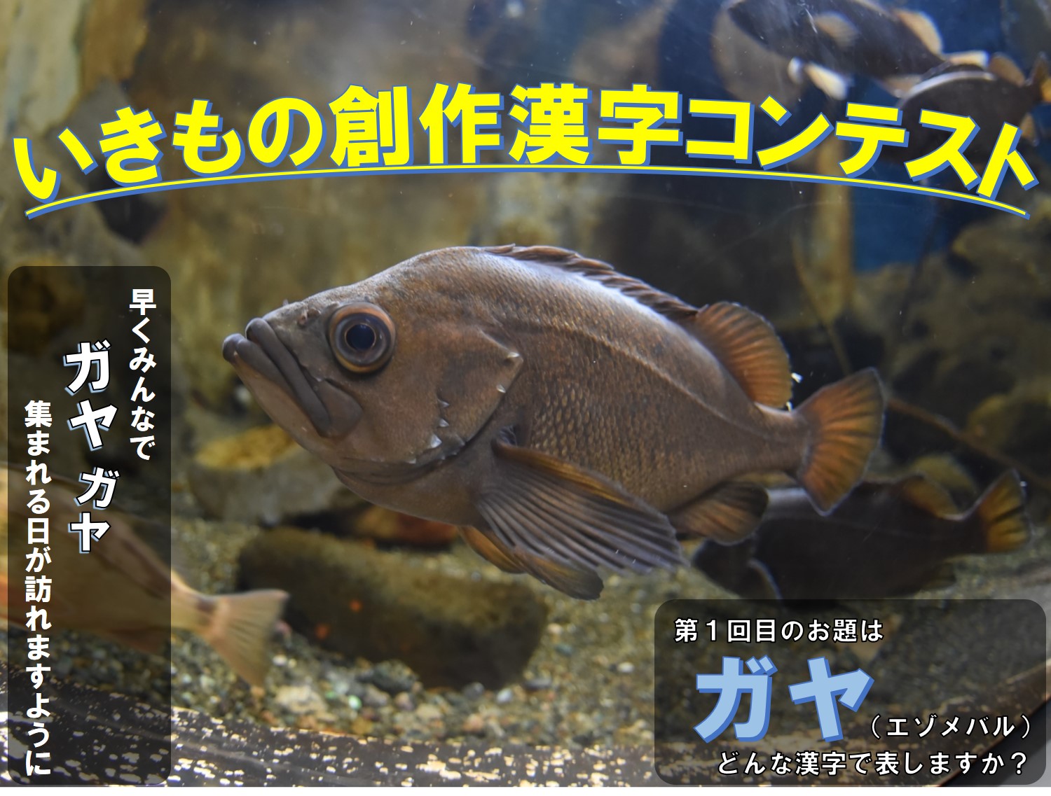 テスト 新企画 いきもの創作漢字コンテストを開催します おたる水族館