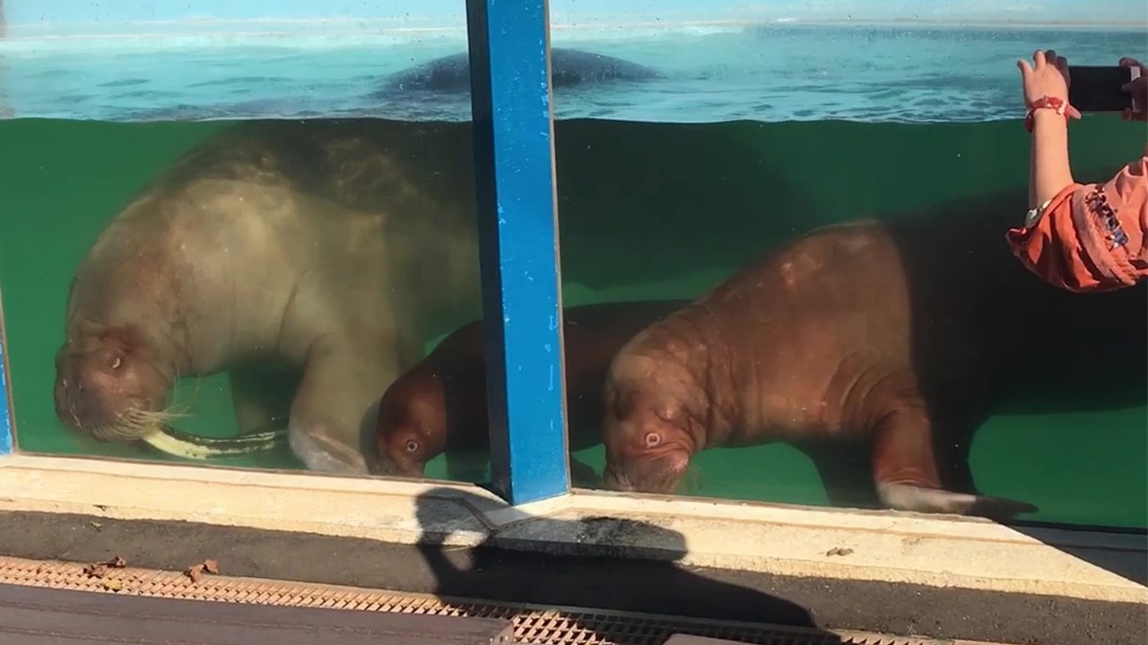 セイウチ3頭の同居飼育を開始しました おたる水族館