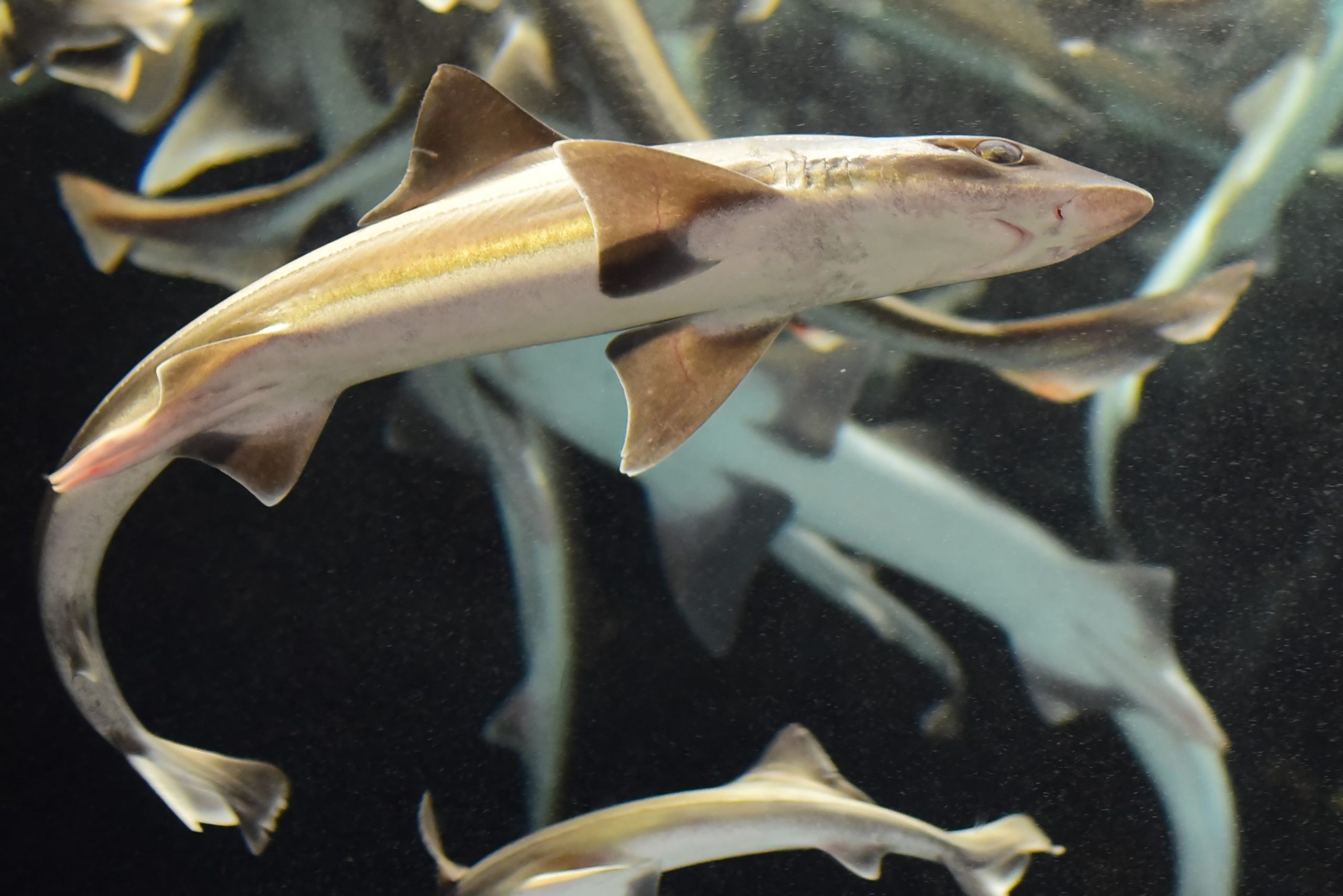 食体験イベント 水族館でいただきます 初めて食べる魚かも 定食 開催 終了しました おたる水族館