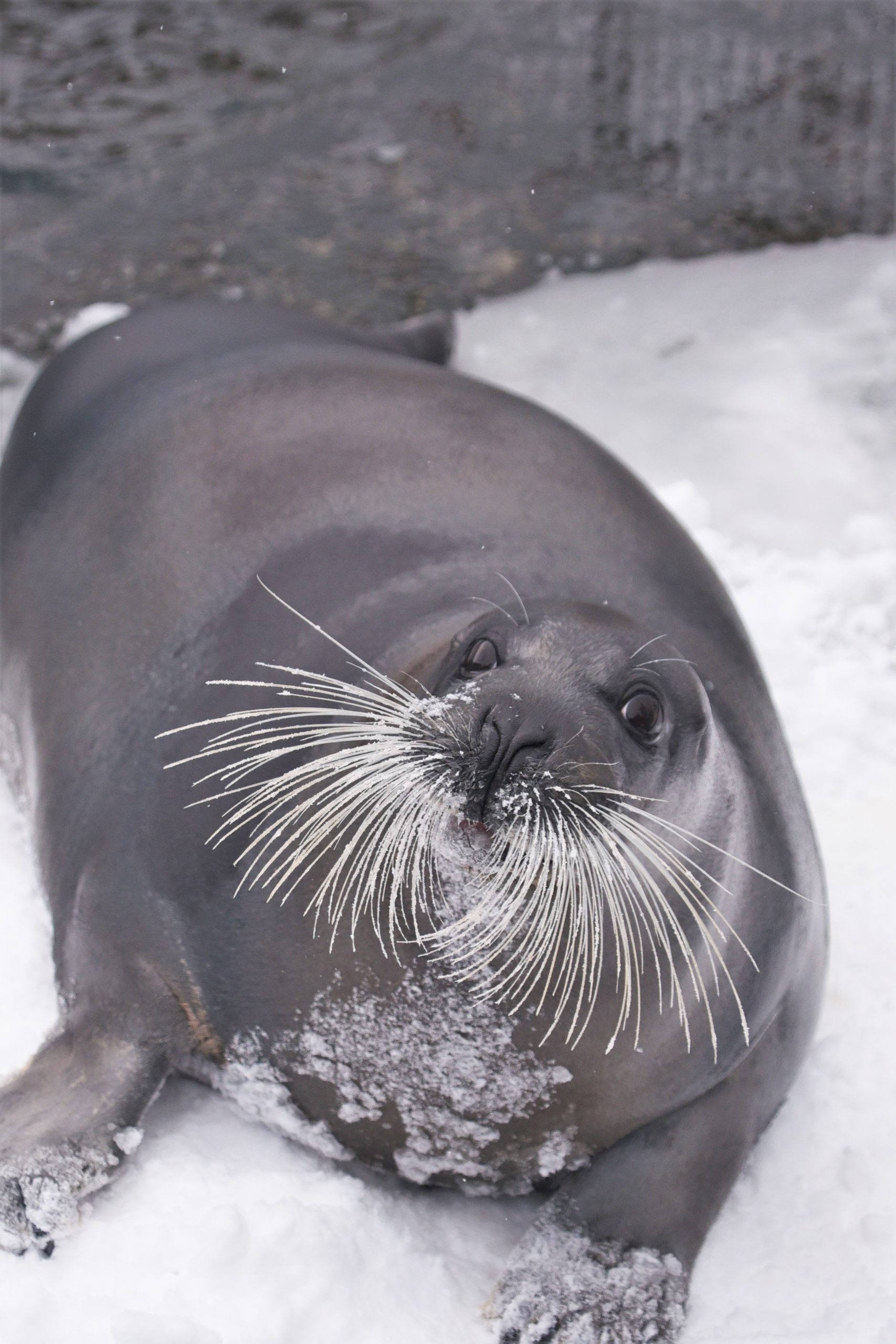 アゴヒゲアザラシ ウパウパ の死亡について おたる水族館