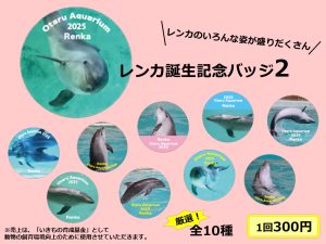 第二弾　バンドウイルカのレンカ誕生記念缶バッジガチャ設置のお知らせ