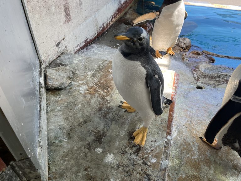全体的に薄い | 【公式】おたる水族館