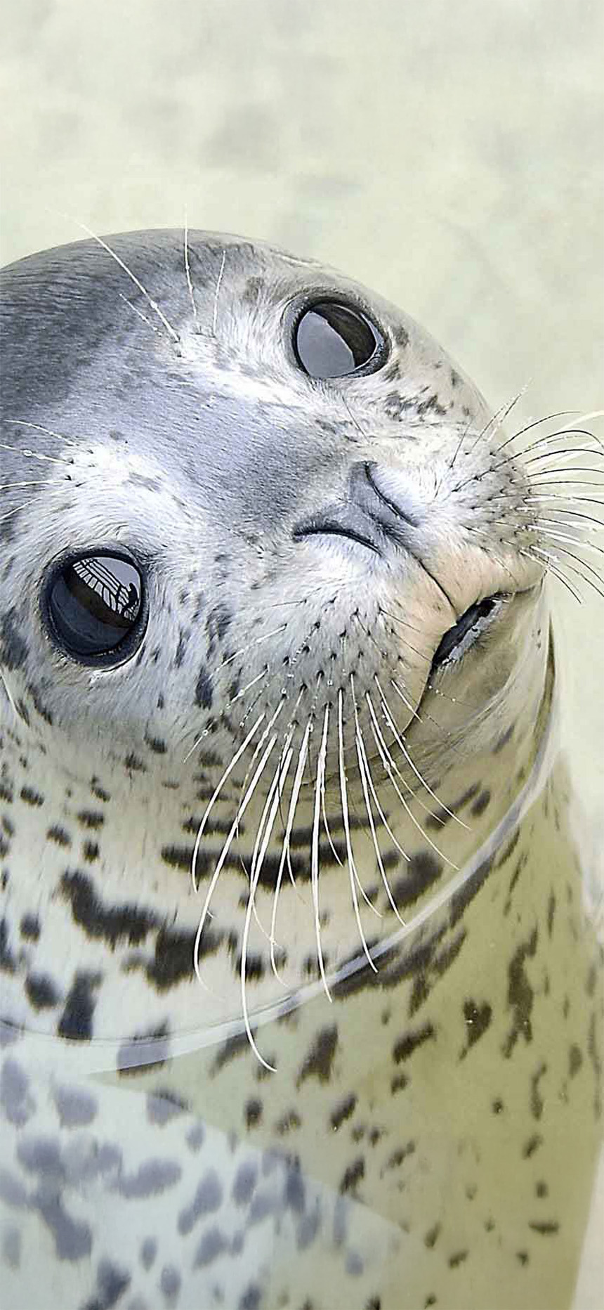 おたる水族館
