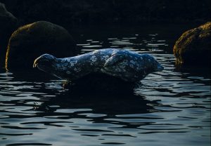 【夜20:00まで営業】「夜の水族館」の開催について